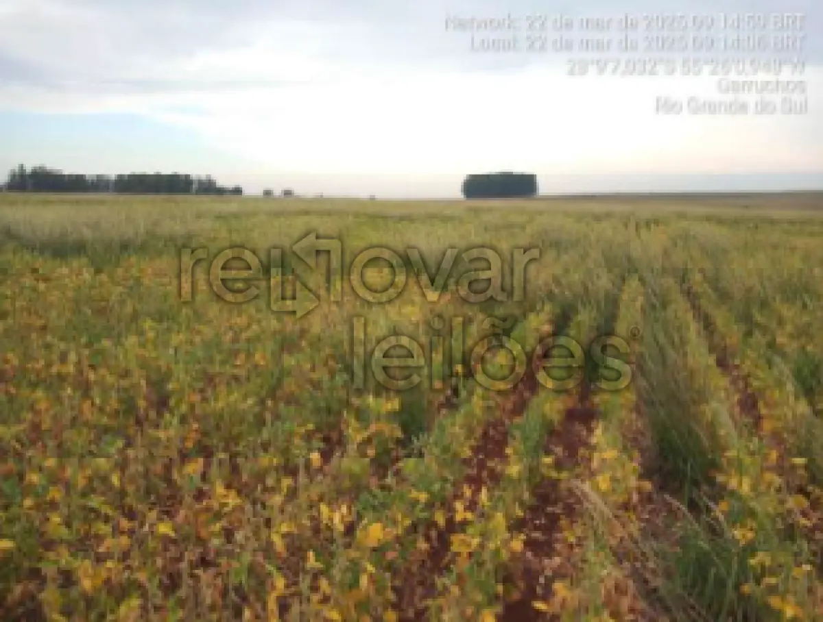 LOTE 021 - ÁREA RURAL C/ 12 HA - LOCALIDADE SÃO JOÃO MIRIN -  GARRUCHOS / RS