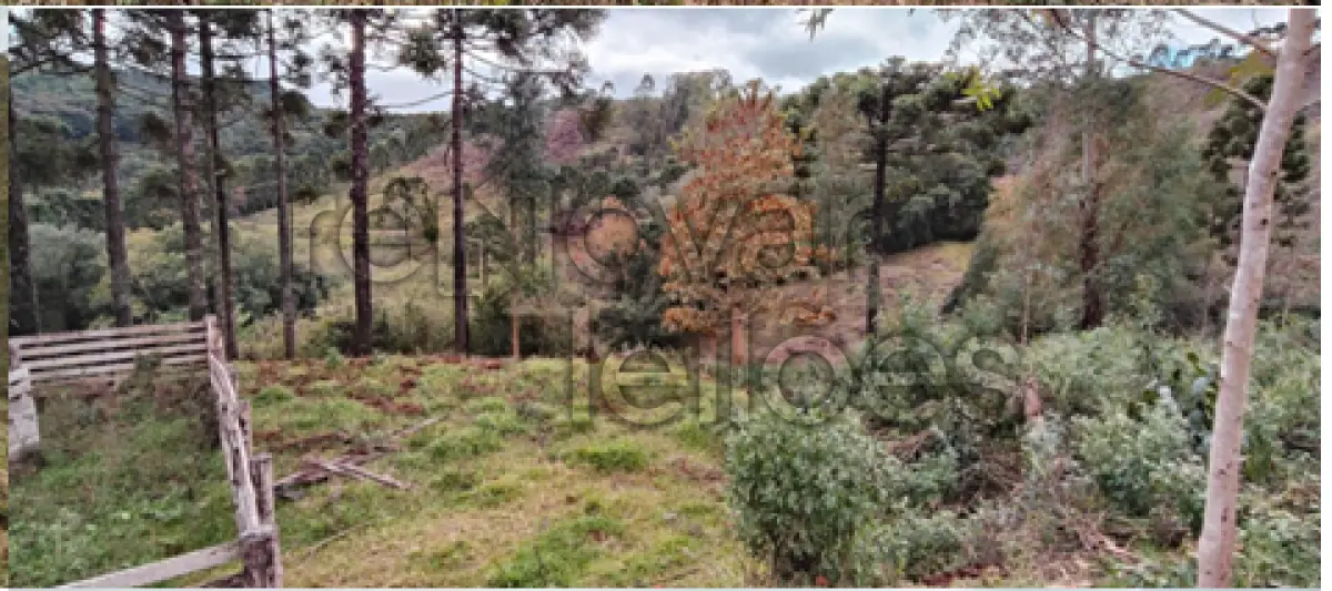 LOTE 001 - ÁREA RURAL C / 10 HECTARES - CERRO NEGRO / SC
