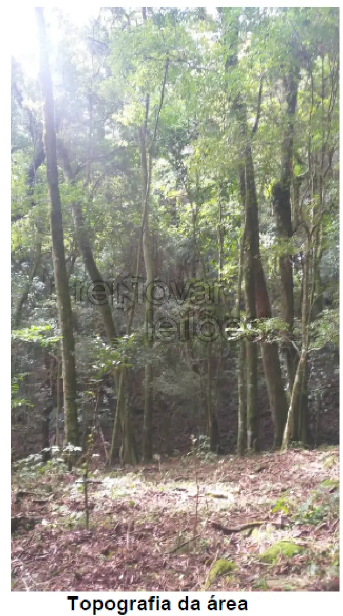 LOTE 001 - ÁREA RURAL C /  12,1 HECTARES -  GUABIJU / RS + ÁREA RURAL C /  3,63 HECTARES - SÃO JORGE / RS