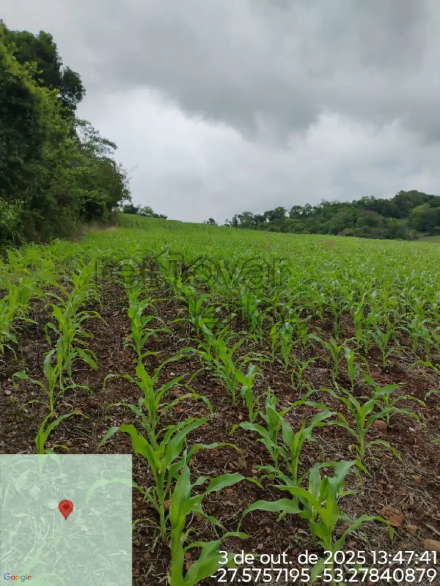 LOTE 009 - ÁREA RURAL C / 3,125 HEC - JABOTICABA / RS