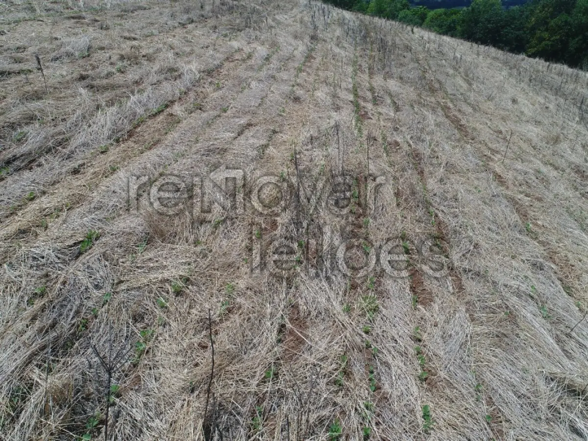 LOTE 014 - ÁREA RURAL C / 7,3 HECTARES