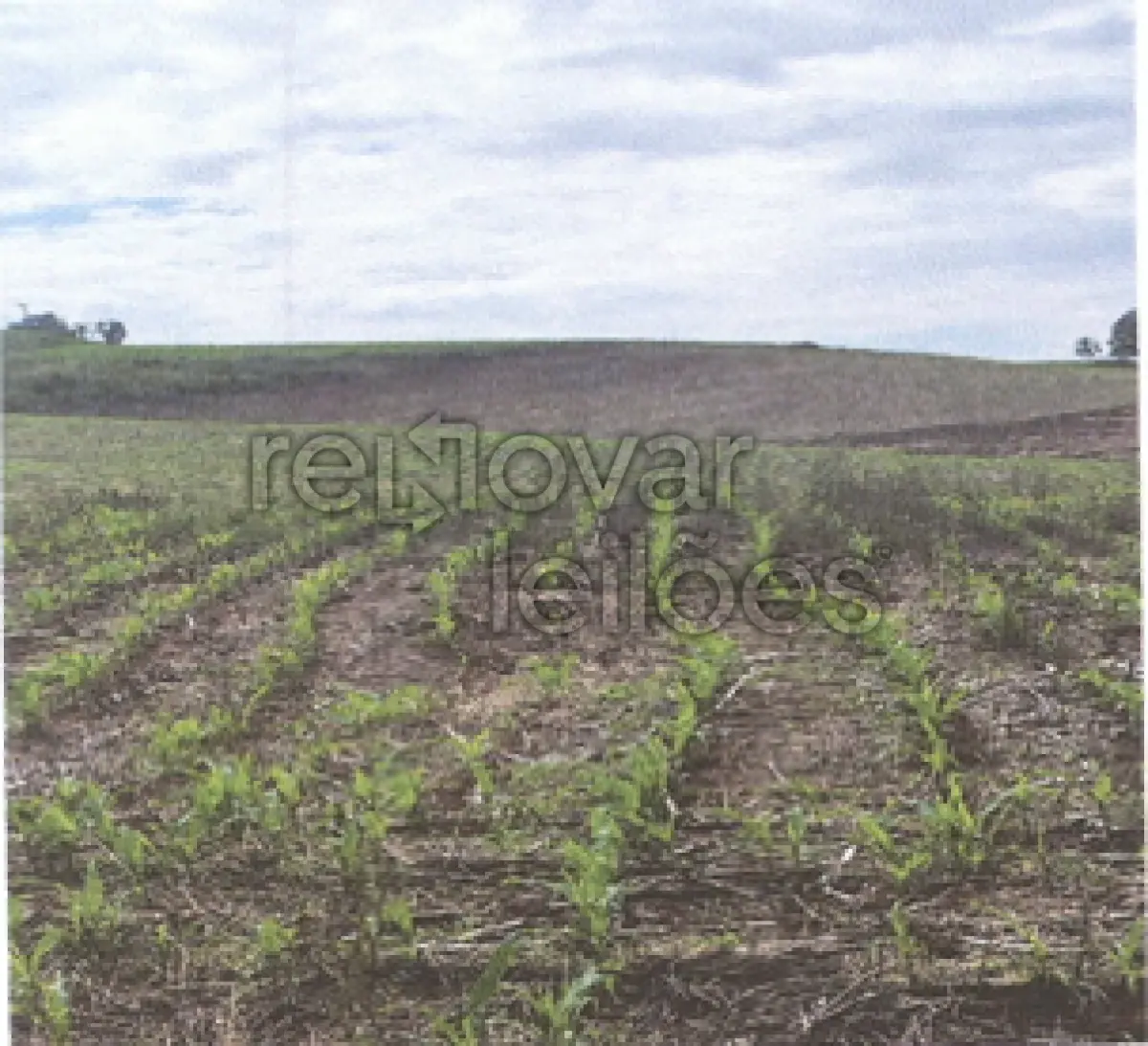 LOTE 007 - ÁREA RURAL C/ 7,9626 HA - SANTA ROSA / RS