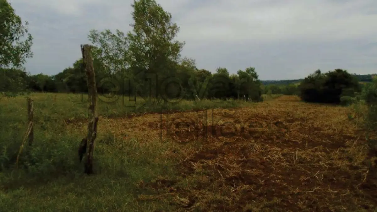 LOTE 001 - ÁREA RURAL C/ 69.000,00 M² - ALECRIM / RS