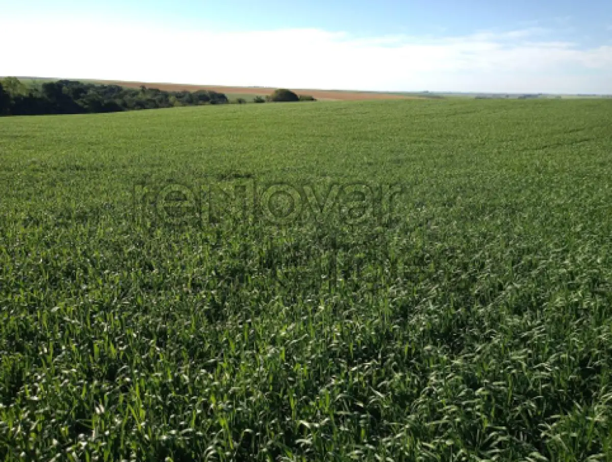 LOTE 014 - ÁREA RURAL C/ 7 HA - SÃO MIGUEL DAS MISSÕES / RS