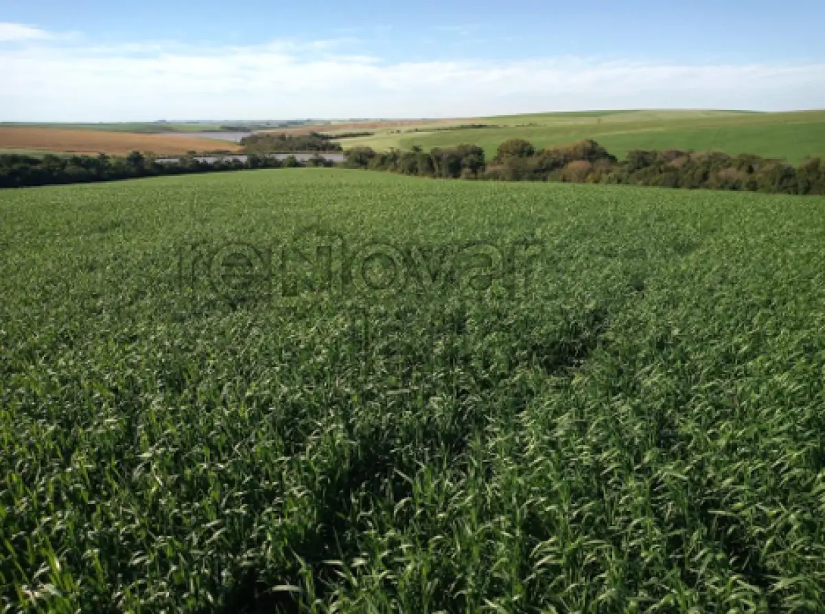 LOTE 014 - ÁREA RURAL C/ 7 HA - SÃO MIGUEL DAS MISSÕES / RS