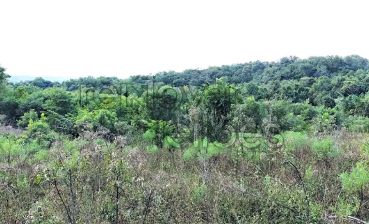 LOTE 012 - ÁREA RURAL C/ 10 HA - DEZESSEIS DE NOVEMBRO / RS