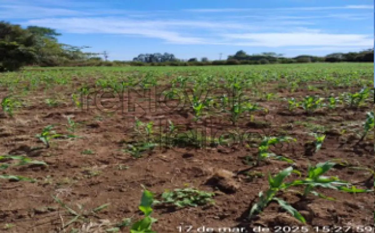 LOTE 011 - ÁREA RURAL C/ 3 HA - GARRUCHOS / RS