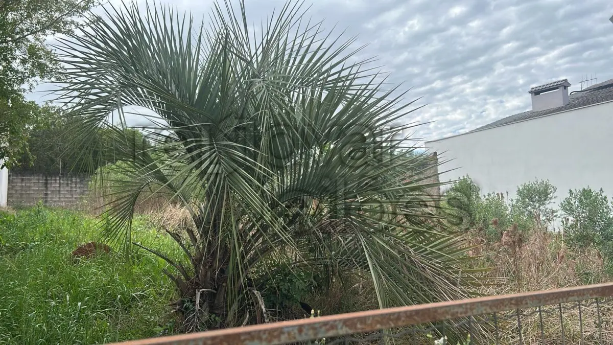 LOTE 008 - TERRENO URBANO C/ 420,00 M² - SANTO ÂNGELO / RS