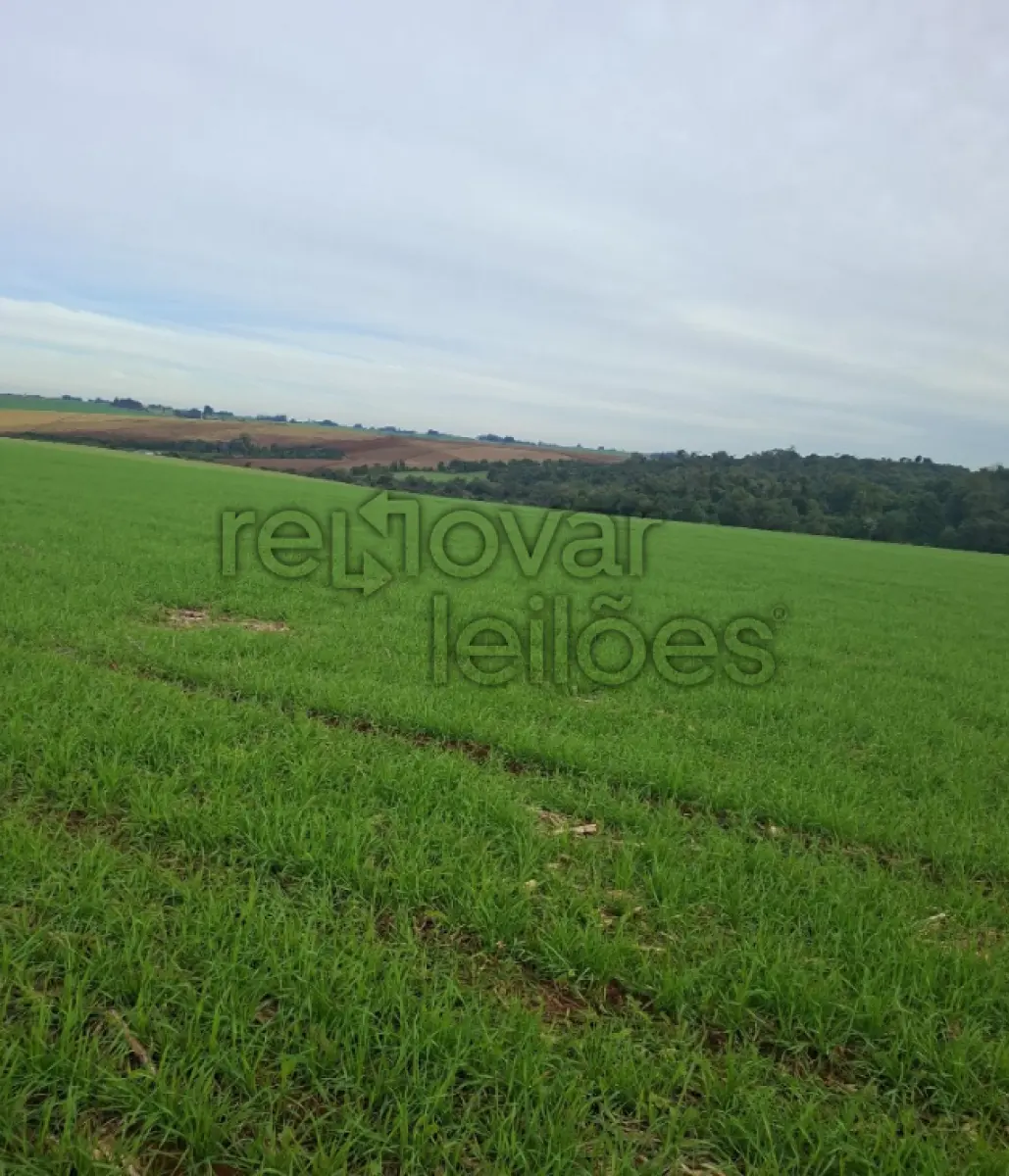 LOTE 003 - ÁREA RURAL C/ 75.000,00 - CRUZ ALTA / RS