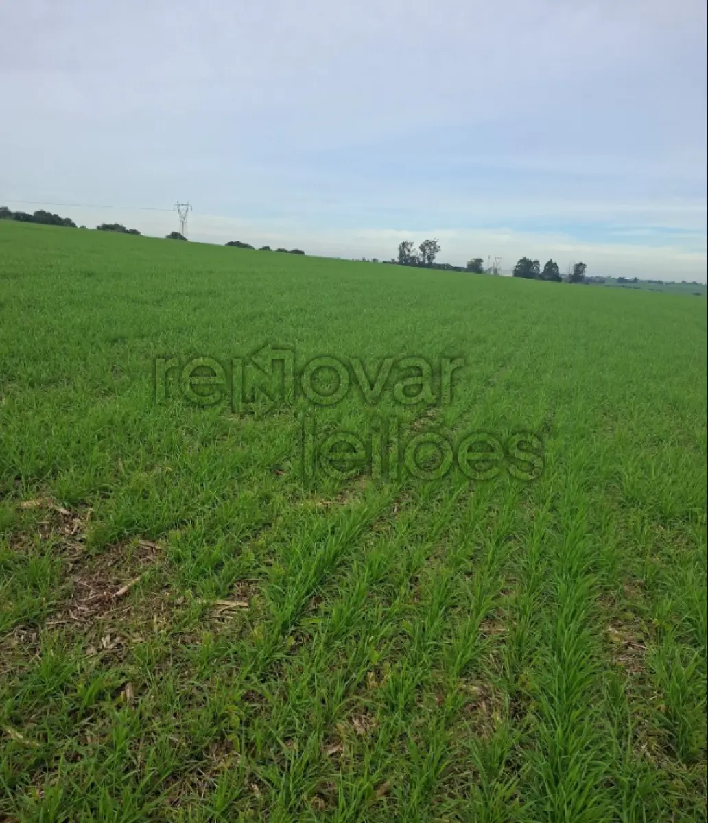LOTE 003 - ÁREA RURAL C/ 75.000,00 - CRUZ ALTA / RS