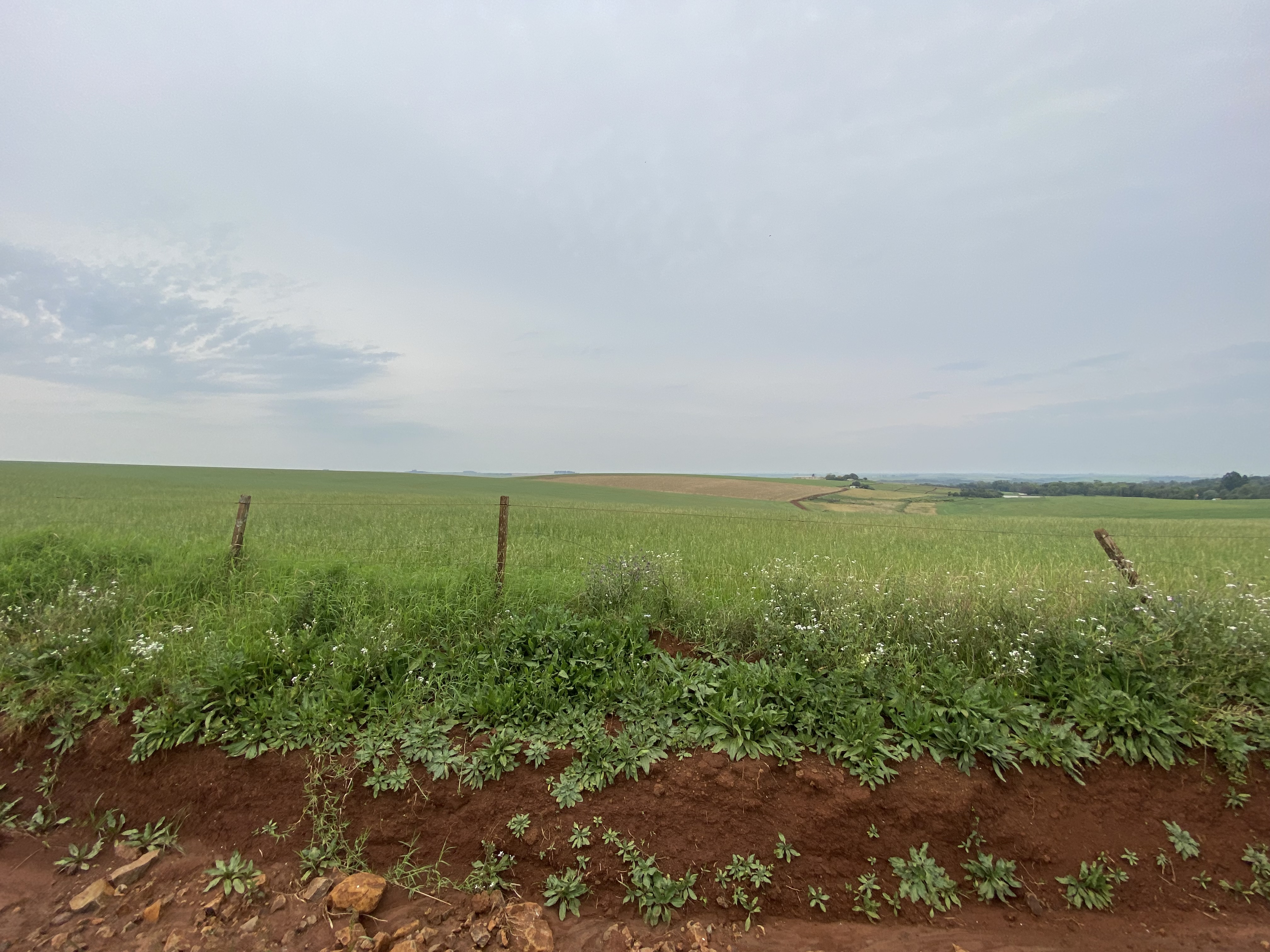 ÁREA RURAL - 25 HECTARES - ENTRE IJUÍS / RS, localizado em Entre Ijuís - RS