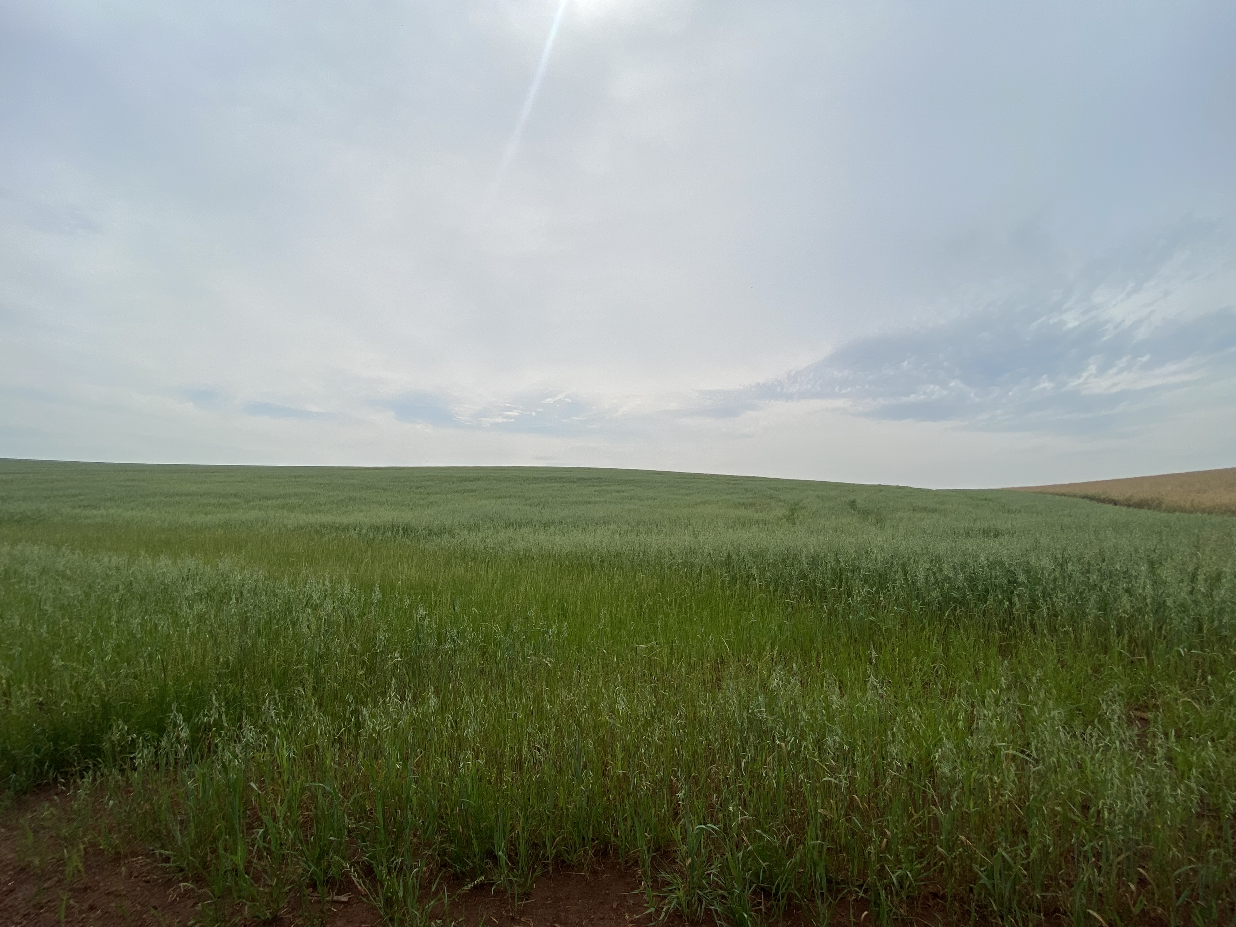 ÁREA RURAL - 25 HECTARES - ENTRE IJUÍS / RS, localizado em Entre Ijuís - RS