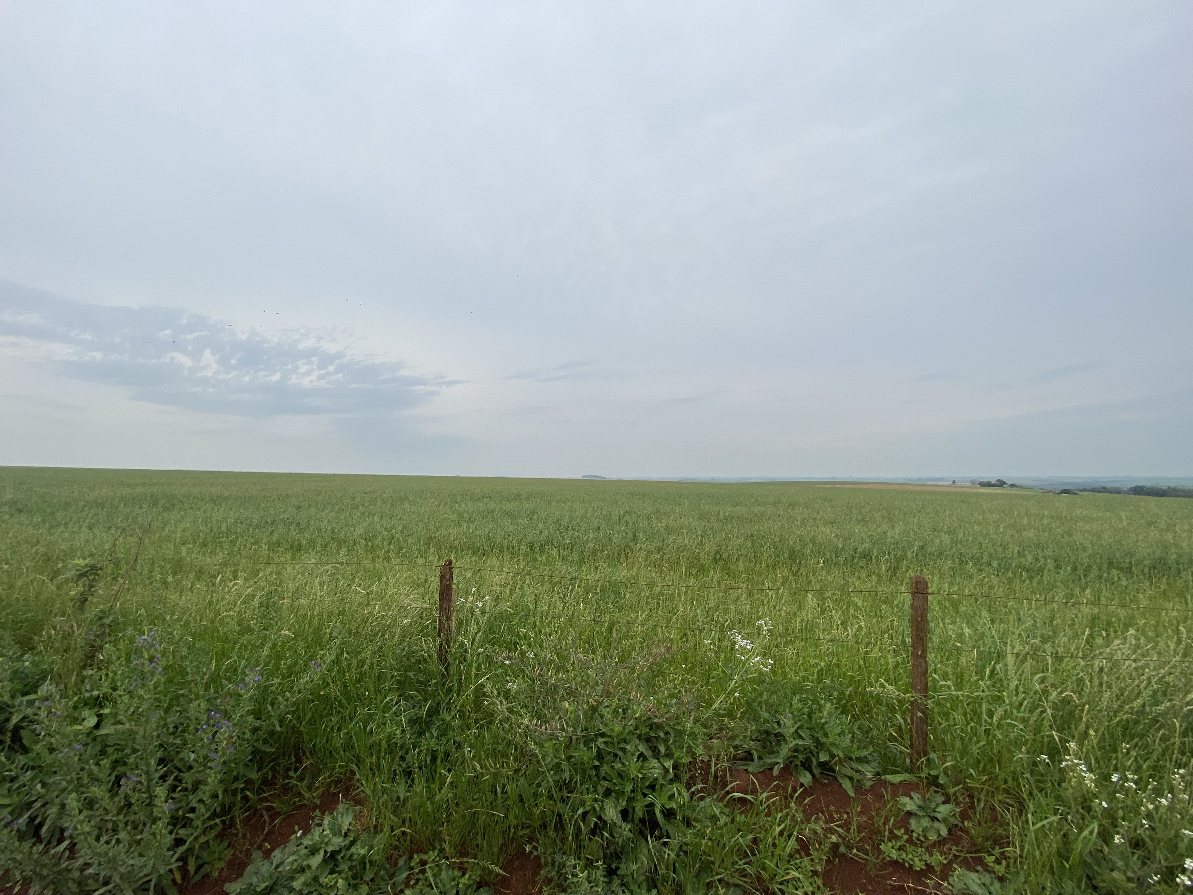 ÁREA RURAL - 25 HECTARES - ENTRE IJUÍS / RS, localizado em Entre Ijuís - RS