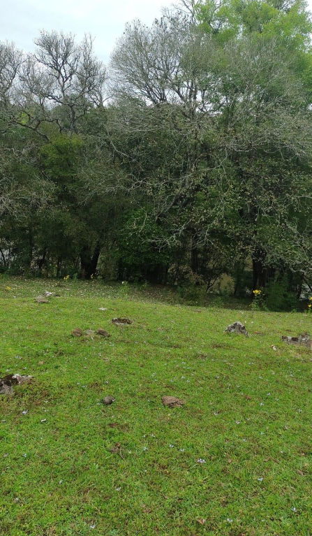 IMÓVEL RURAL, COM ÁREA DE 6,5 HA, NA LOCALIDADE DE SERRA DE BAIXO, NA CIDADE DE ENTRE-IJUIS/RS, localizado em Entre-ijuís - RS