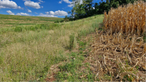ÁREA RURAL DE 19.746,75M² / DENTRO DE ÁREA MAIOR / LINHA QUEIROZ / INTERIOR DE SEBERI - RS, localizado em Seberi - RS