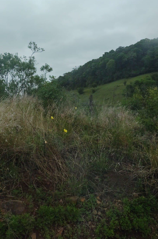 IMÓVEL RURAL, COM ÁREA DE 6,5 HA, NA LOCALIDADE DE SERRA DE BAIXO, NA CIDADE DE ENTRE-IJUIS/RS, localizado em Entre-ijuís - RS