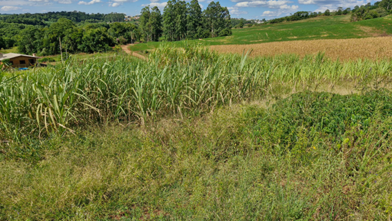ÁREA RURAL DE 19.746,75M² / DENTRO DE ÁREA MAIOR / LINHA QUEIROZ / INTERIOR DE SEBERI - RS, localizado em Seberi - RS