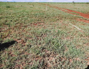 IMÓVEL RURAL, COM 360.000,00 M², EM ENGENHO VELHO, NA CIDADE DE CATUÍPE - RS., localizado em Catuípe - RS