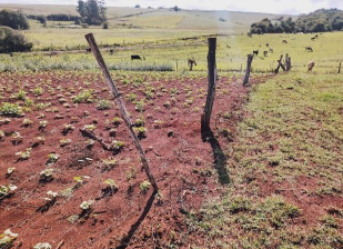 IMÓVEL RURAL, COM 360.000,00 M², EM ENGENHO VELHO, NA CIDADE DE CATUÍPE - RS., localizado em Catuípe - RS