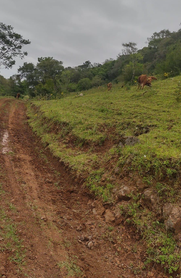 IMÓVEL RURAL, COM ÁREA DE 6,5 HA, NA LOCALIDADE DE SERRA DE BAIXO, NA CIDADE DE ENTRE-IJUIS/RS, localizado em Entre-ijuís - RS