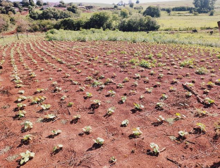 IMÓVEL RURAL, COM 360.000,00 M², EM ENGENHO VELHO, NA CIDADE DE CATUÍPE - RS., localizado em Catuípe - RS