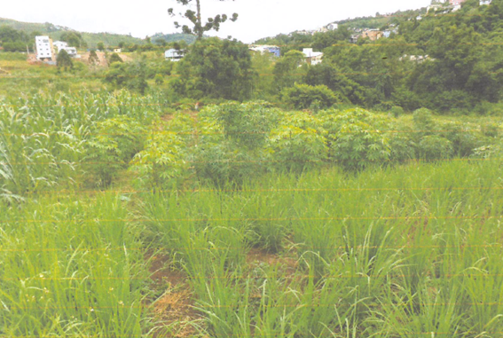 LOTE URBANO Nº 08 / QUADRA “E” / COM 666,70M² / LOTEAMENTO REGINA GARGHETTI ZOLET / SEARA – SC, localizado em Seara - SC