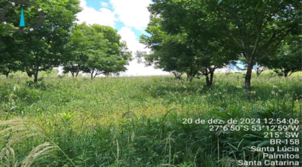 PARTE SUDOESTE DO LOTE RURAL Nº 166 COM 55.210M² + PEQUENA PARTE DO LOTE RURAL Nº 167 COM 30M² - TOTAL DE 55.240M² / SEM BENFEITORIAS / LINHA SANTA LUCIA / INTERIOR DE PALMITOS - SC, localizado em Palmitos - SC