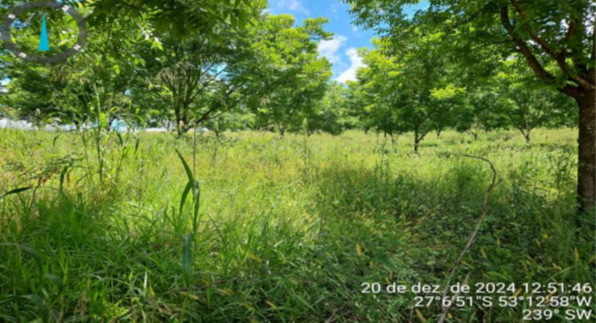 PARTE SUDOESTE DO LOTE RURAL Nº 166 COM 55.210M² + PEQUENA PARTE DO LOTE RURAL Nº 167 COM 30M² - TOTAL DE 55.240M² / SEM BENFEITORIAS / LINHA SANTA LUCIA / INTERIOR DE PALMITOS - SC, localizado em Palmitos - SC
