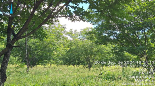 PARTE SUDOESTE DO LOTE RURAL Nº 166 COM 55.210M² + PEQUENA PARTE DO LOTE RURAL Nº 167 COM 30M² - TOTAL DE 55.240M² / SEM BENFEITORIAS / LINHA SANTA LUCIA / INTERIOR DE PALMITOS - SC, localizado em Palmitos - SC