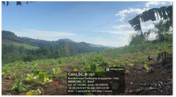 PARTE DO LOTE MAIOR LESTE / LOTE RURAL Nº 13 / 3ª SEÇÃO PASSARINHOS / LINHA PASSARINHOS - INTERIOR DE PALMITOS - SC / COM 5 HA E BENFEITORIAS PENDENTES DE AVERBAÇÃO, localizado em Palmitos - SC