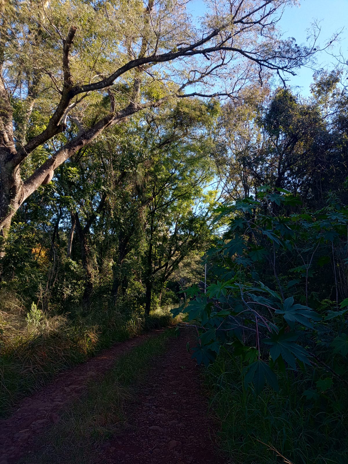 LOTE RURAL Nº 45 DE 4.660M² DENTRO DE ÁREA MAIOR + BENFEITORIAS (508M²) / 2ª SECÇÃO BURICÁ / VISTA ALTA - BOA VISTA DO BURICÁ - RS, localizado em Boa Vista Do Buricá - RS