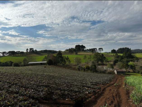GLEBA DE TERRAS RURAIS DO NÚCLEO TRITÍCOLA COM ÁREA SUPERFICIAL DE 53,285 HA + GALPÃO DE MADEIRA DE 500M² / FREI ROGÉRIO - SC, localizado em Frei Rogério - SC