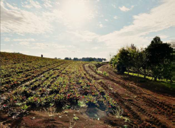 GLEBA DE TERRAS RURAIS DO NÚCLEO TRITÍCOLA COM ÁREA SUPERFICIAL DE 53,285 HA + GALPÃO DE MADEIRA DE 500M² / FREI ROGÉRIO - SC, localizado em Frei Rogério - SC
