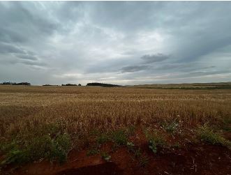 Imóvel Rural De 20,00ha / Santo Ântonio Das Missões - Rs., localizado em Santo Ântonio Das Missões - RS