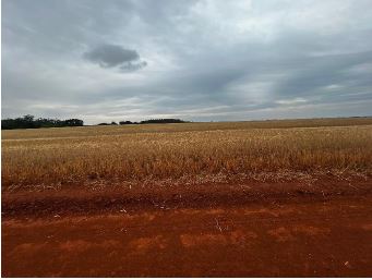 Imóvel Rural De 20,00ha / Santo Ântonio Das Missões - Rs., localizado em Santo Ântonio Das Missões - RS