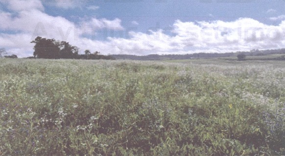Área De 3 Ha / Tiradentes Do Sul - Rs, localizado em Tiradentes Do Sul - RS