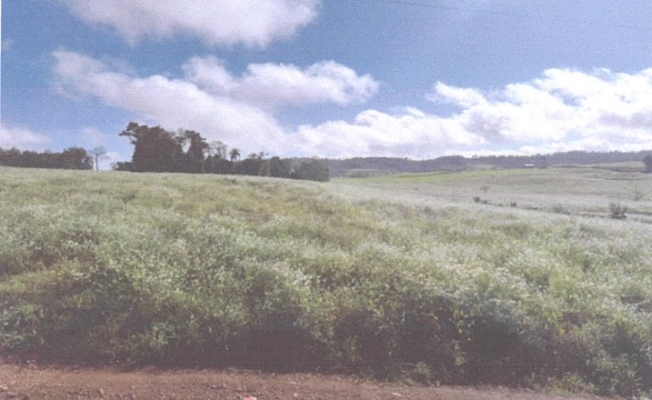 Área De 3 Ha / Tiradentes Do Sul - Rs, localizado em Tiradentes Do Sul - RS
