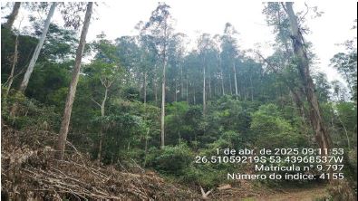Imóvel Rural De 130.893,00m² / São José Do Cedro - Sc., localizado em São José Do Cedro - SC