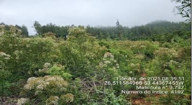 Imóvel Rural De 130.893,00m² / São José Do Cedro - Sc., localizado em São José Do Cedro - SC