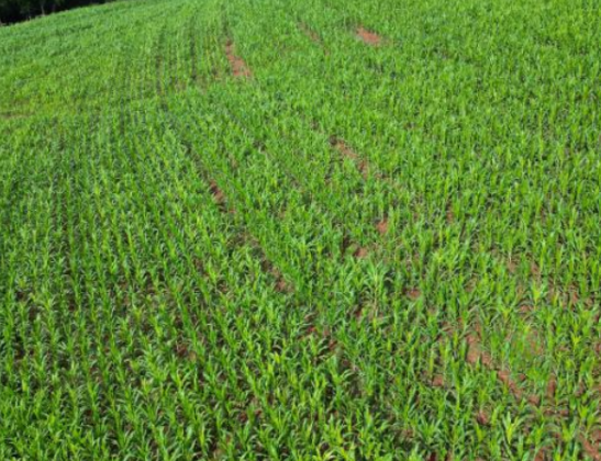 Área Rural De 2,3 Has / São Martinho - Rs, localizado em São Martinho - RS