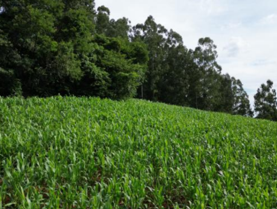 Área Rural De 2,3 Has / São Martinho - Rs, localizado em São Martinho - RS