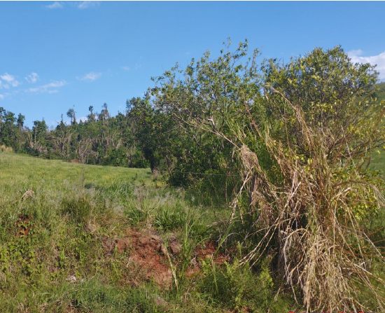 Lote Rural Com Área De 15,05has / Humaitá - Rs., localizado em Humaitá - RS