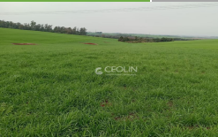 Área De 3has / Dentro De Área Maior / Pirapó - Rs, localizado em Pirapó - RS