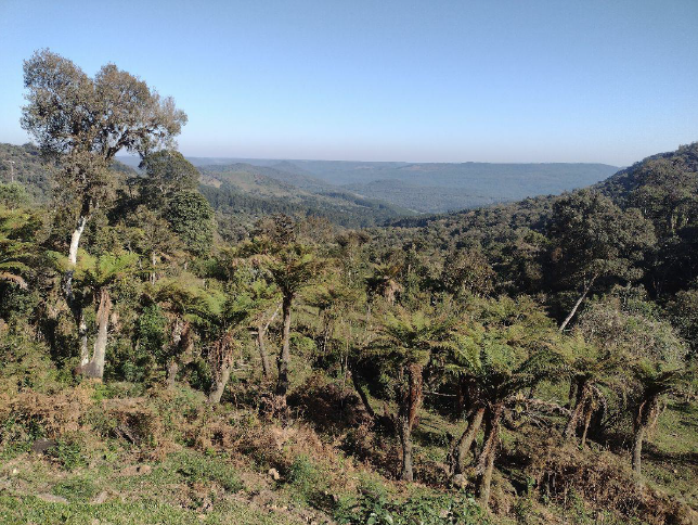 Imóvel Rural De 112,54 Hectares, Em Porto União - Sc, localizado em Porto União - SC