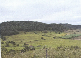 Imagem do imóvel Área Rural C/ 7 Hectares - Porto Vera Cruz / Rs