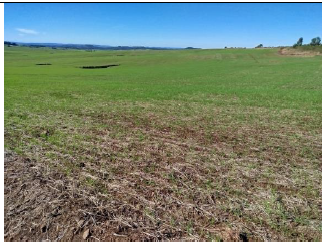 Área Rural C / 22 Hectares - Pirapó / Rs, localizado em Pirapó - RS