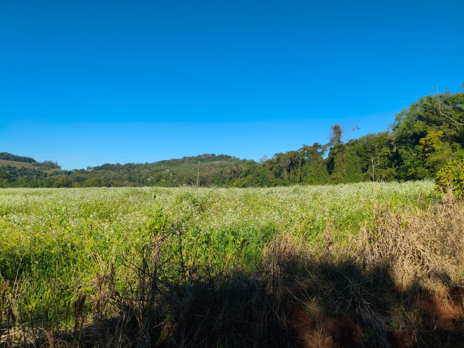 Área Rural C/ 75.000 M² - Porto Lucena / Rs, localizado em Porto Lucena - RS