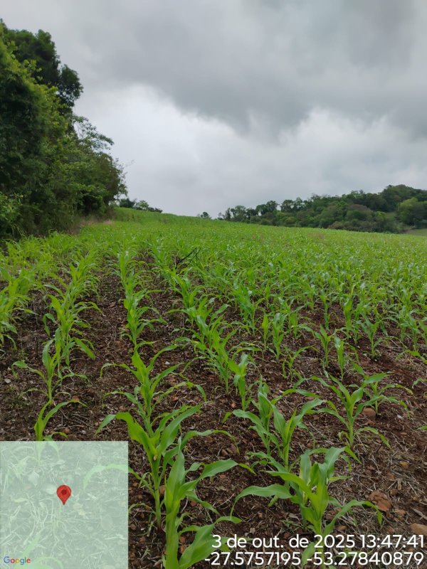 Imagem do imóvel Área Rural C / 3,125 Hec - Jaboticaba / Rs