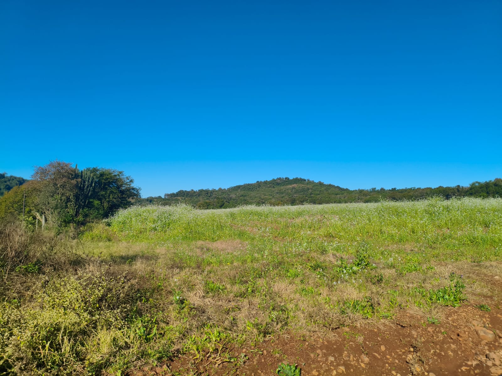 Área Rural C/ 75.000 M² - Porto Lucena / Rs, localizado em Porto Lucena - RS