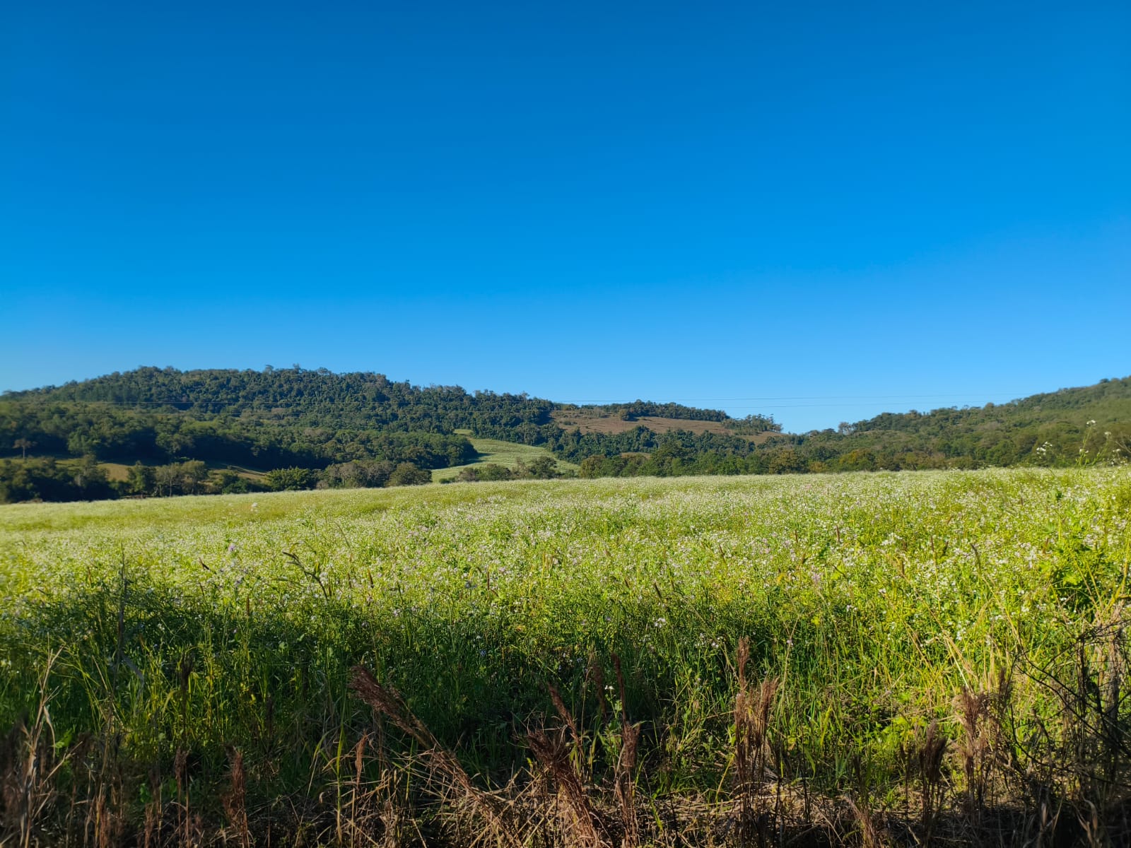 Área Rural C/ 75.000 M² - Porto Lucena / Rs, localizado em Porto Lucena - RS